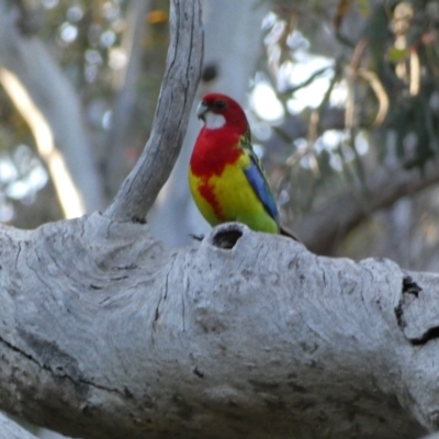 Platycercus eximius (Eastern Rosella) at Mount Jerrabomberra QP - 23 Oct 2021 by Steve_Bok