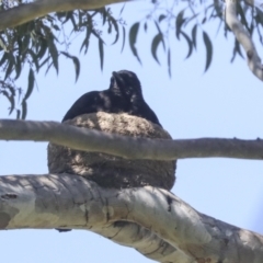 Corcorax melanorhamphos (White-winged Chough) at Weetangera, ACT - 24 Oct 2021 by AlisonMilton