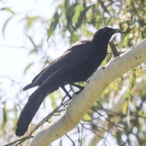 Corcorax melanorhamphos at Weetangera, ACT - 24 Oct 2021