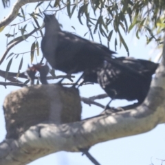 Corcorax melanorhamphos at Weetangera, ACT - 24 Oct 2021