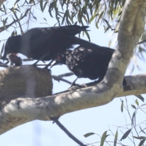 Corcorax melanorhamphos at Weetangera, ACT - 24 Oct 2021