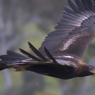 Aquila audax (Wedge-tailed Eagle) at Mount Painter - 23 Oct 2021 by Amy
