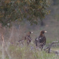 Aquila audax at Cook, ACT - 23 Oct 2021