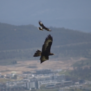 Aquila audax at Cook, ACT - 23 Oct 2021