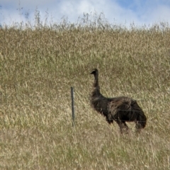 Dromaius novaehollandiae at Moama, NSW - 24 Oct 2021