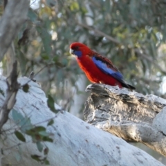 Platycercus elegans (Crimson Rosella) at Mount Jerrabomberra - 24 Oct 2021 by SteveBorkowskis