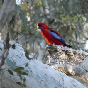 Platycercus elegans at Jerrabomberra, NSW - 24 Oct 2021