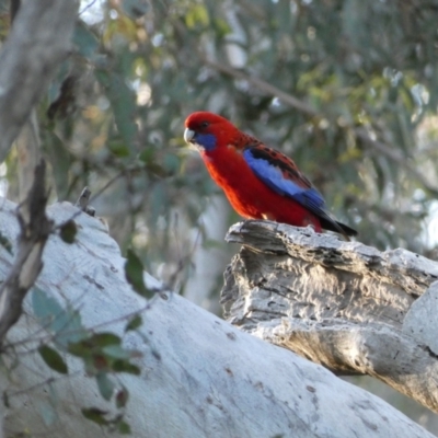 Platycercus elegans (Crimson Rosella) at Mount Jerrabomberra - 23 Oct 2021 by Steve_Bok