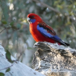 Platycercus elegans at Jerrabomberra, NSW - 24 Oct 2021