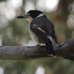 Cracticus torquatus (Grey Butcherbird) at Farrer Ridge - 21 Oct 2021 by Tammy