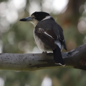 Cracticus torquatus at Farrer, ACT - 22 Oct 2021