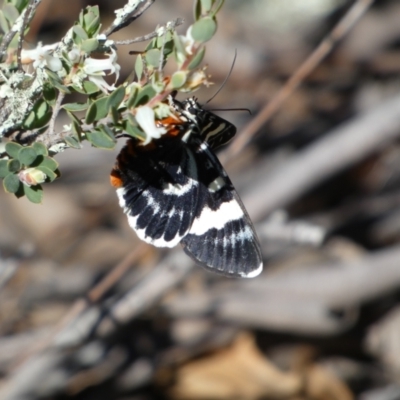 Phalaenoides glycinae (Grapevine Moth) at Jerrabomberra, NSW - 24 Oct 2021 by SteveBorkowskis