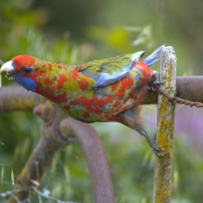Platycercus elegans (Crimson Rosella) at Cook, ACT - 23 Oct 2021 by Amy
