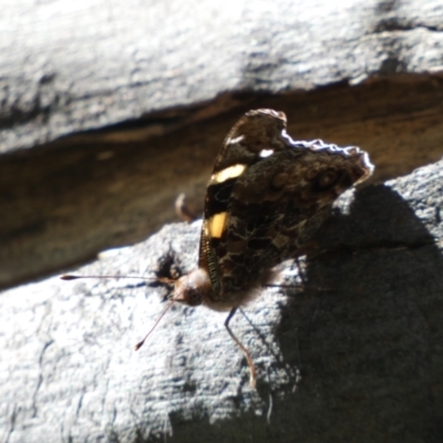 Vanessa itea (Yellow Admiral) at Jerrabomberra, NSW - 24 Oct 2021 by SteveBorkowskis