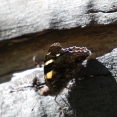 Vanessa itea at Jerrabomberra, NSW - 24 Oct 2021