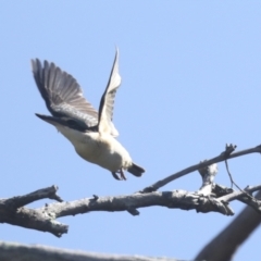 Todiramphus sanctus (Sacred Kingfisher) at Weetangera, ACT - 23 Oct 2021 by AlisonMilton