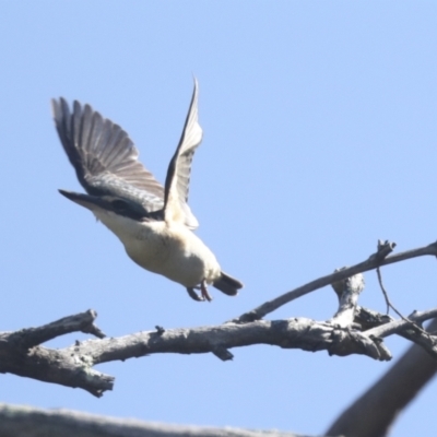 Todiramphus sanctus (Sacred Kingfisher) at Weetangera, ACT - 24 Oct 2021 by AlisonMilton