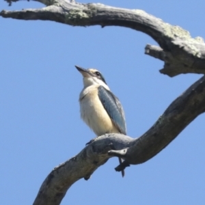 Todiramphus sanctus at Weetangera, ACT - 24 Oct 2021 10:36 AM