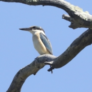 Todiramphus sanctus at Weetangera, ACT - 24 Oct 2021