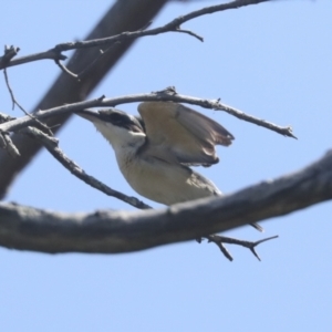 Todiramphus sanctus at Weetangera, ACT - 24 Oct 2021 10:36 AM