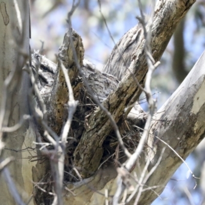 Podargus strigoides (Tawny Frogmouth) at Weetangera, ACT - 24 Oct 2021 by AlisonMilton