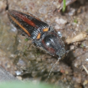 Crepidomenus decoratus at Mount Clear, ACT - 23 Oct 2021 10:53 AM