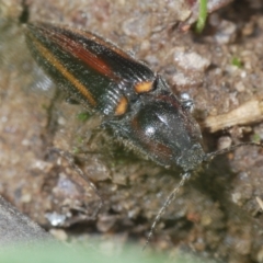 Crepidomenus decoratus at Mount Clear, ACT - 23 Oct 2021 10:53 AM