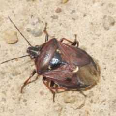 Cermatulus nasalis (Predatory shield bug, Glossy shield bug) at Mount Clear, ACT - 22 Oct 2021 by Harrisi