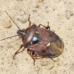 Cermatulus nasalis at Mount Clear, ACT - 23 Oct 2021 10:57 AM