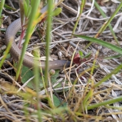 Aprasia parapulchella (Pink-tailed Worm-lizard) at The Pinnacle - 24 Oct 2021 by MattM
