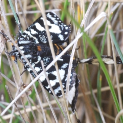 Agaristodes feisthamelii (A day flying noctuid moth) at Mount Clear, ACT - 23 Oct 2021 by Harrisi