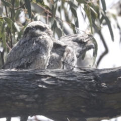 Podargus strigoides (Tawny Frogmouth) at The Pinnacle - 24 Oct 2021 by AlisonMilton