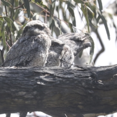 Podargus strigoides (Tawny Frogmouth) at Hawker, ACT - 24 Oct 2021 by AlisonMilton