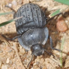 Helea ovata (Pie-dish beetle) at Mount Clear, ACT - 23 Oct 2021 by Harrisi