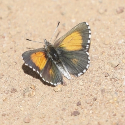 Lucia limbaria (Chequered Copper) at Hawker, ACT - 24 Oct 2021 by AlisonMilton