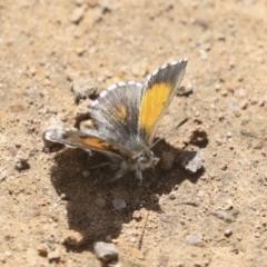 Lucia limbaria at Hawker, ACT - 24 Oct 2021 11:38 AM