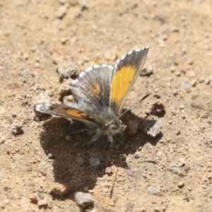 Lucia limbaria at Hawker, ACT - 24 Oct 2021 11:38 AM