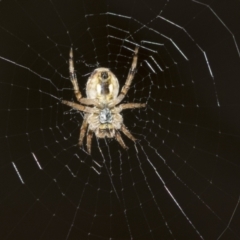 Salsa fuliginata (Sooty Orb-weaver) at Molonglo Valley, ACT - 20 Oct 2021 by AlisonMilton