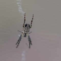 Plebs eburnus (Eastern bush orb-weaver) at Molonglo Valley, ACT - 20 Oct 2021 by AlisonMilton