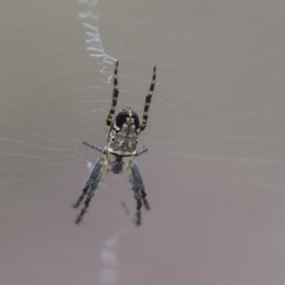 Plebs eburnus (Eastern bush orb-weaver) at Molonglo Valley, ACT - 21 Oct 2021 by AlisonMilton