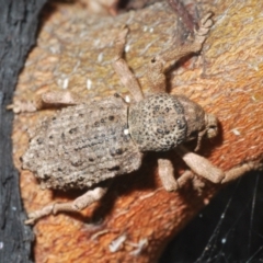 Aterpodes sp. (genus) (Weevil) at Tennent, ACT - 23 Oct 2021 by Harrisi