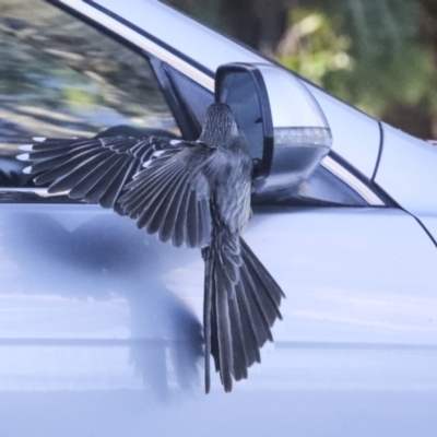 Anthochaera carunculata (Red Wattlebird) at Hawker, ACT - 23 Oct 2021 by AlisonMilton