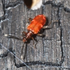 Lemodes coccinea at Tennent, ACT - 23 Oct 2021