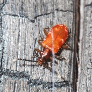 Lemodes coccinea at Tennent, ACT - 23 Oct 2021