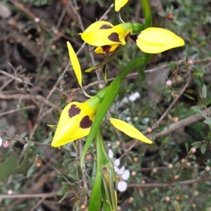 Diuris sulphurea at Cook, ACT - suppressed