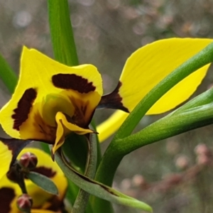 Diuris sulphurea at Cook, ACT - suppressed