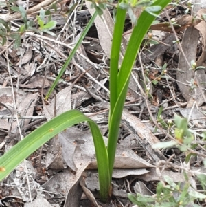 Diuris sulphurea at Cook, ACT - suppressed