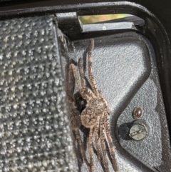 Unidentified Spider (Araneae) at Thurgoona, NSW - 23 Oct 2021 by ChrisAllen