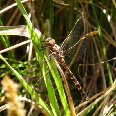 Adversaeschna brevistyla (Blue-spotted Hawker) at Mount Taylor - 24 Oct 2021 by MatthewFrawley