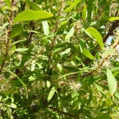 Hakea salicifolia (Willow-leaved Hakea) at Mount Taylor - 24 Oct 2021 by MatthewFrawley